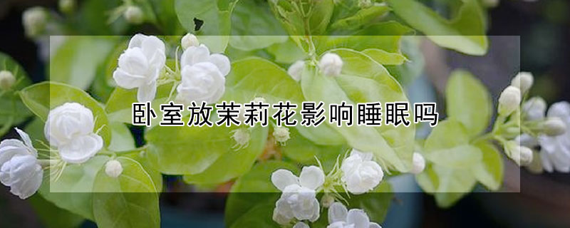 卧室放茉莉花影响睡眠吗