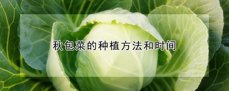 秋包菜的种植方法和时间