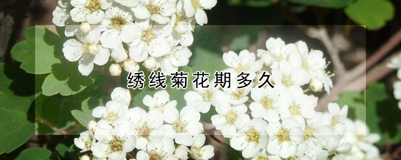 绣线菊花期多久