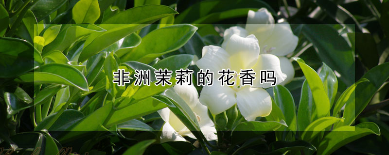 非洲茉莉的花香吗