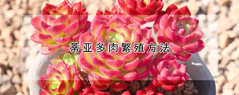 蒂亚多肉繁殖方法