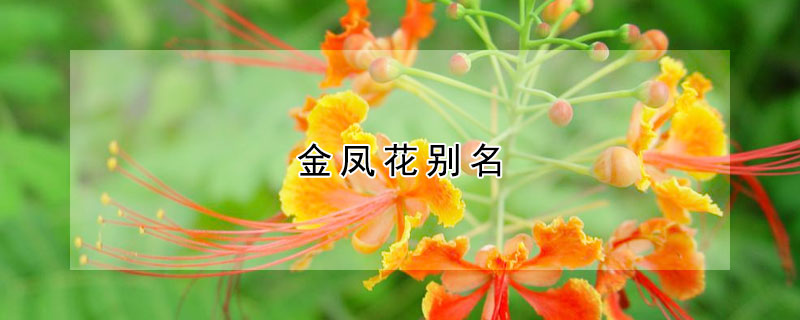 金凤花别名