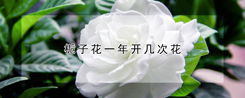 栀子花一年开几次花