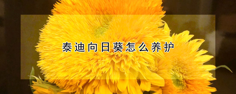 泰迪向日葵怎么养护