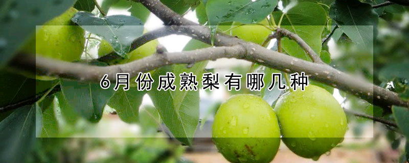 6月份成熟梨有哪几种