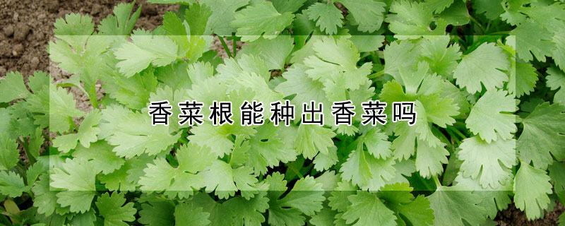 香菜根能种出香菜吗