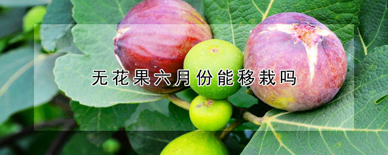 无花果六月份能移栽吗