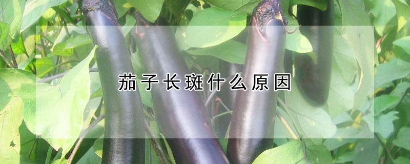 茄子长斑什么原因