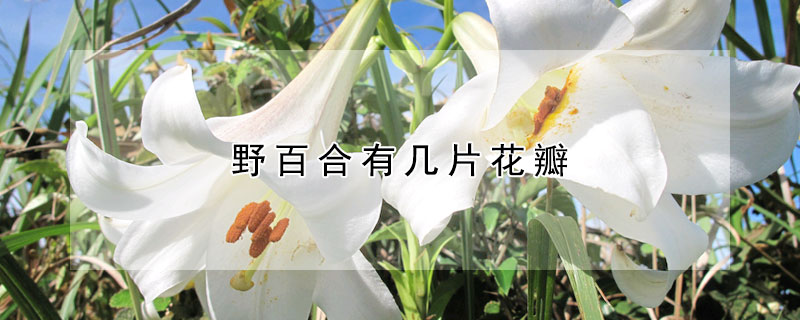 野百合有几片花瓣