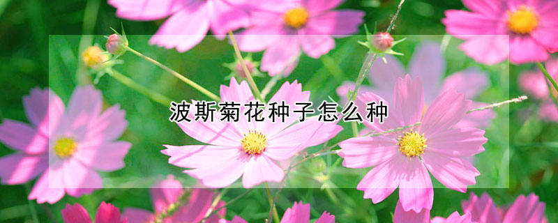 波斯菊花种子怎么种