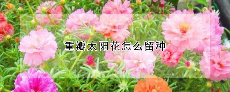 重瓣太阳花怎么留种