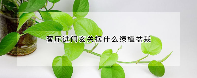 客厅进门玄关摆什么绿植盆栽