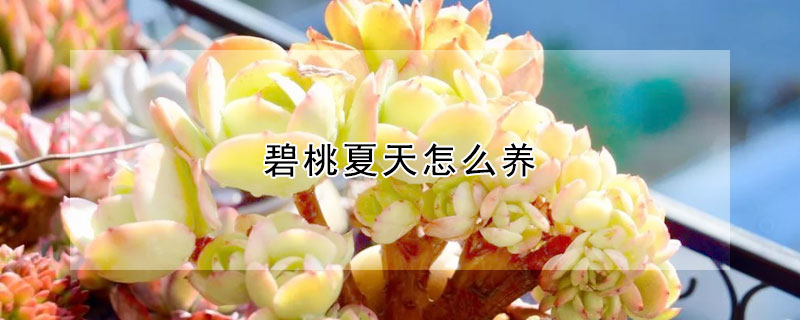 碧桃夏天怎么养