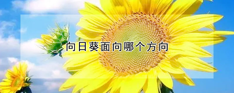 向日葵面向哪个方向