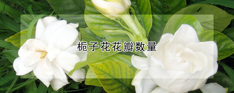 栀子花花瓣数量