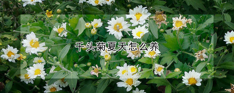 千头菊夏天怎么养