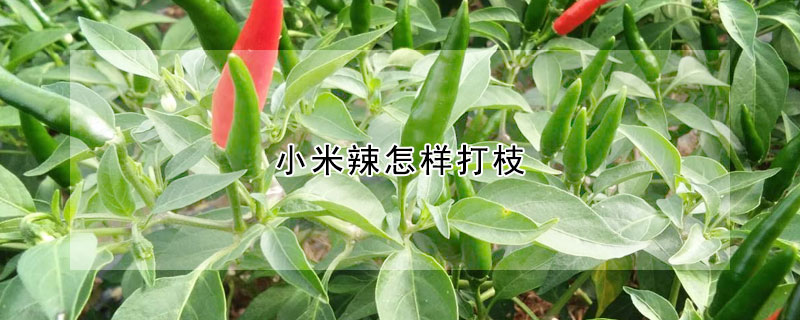 小米辣怎样打枝