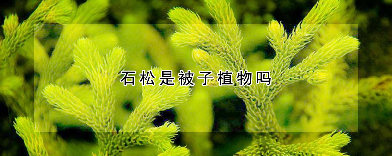 石松是被子植物吗