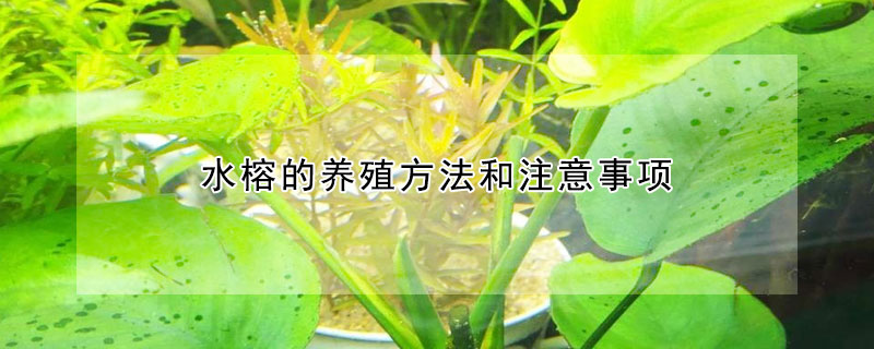 水榕的养殖方法和注意事项