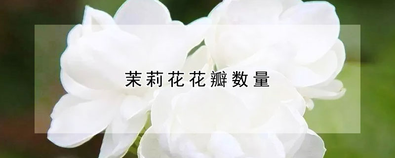 茉莉花花瓣数量