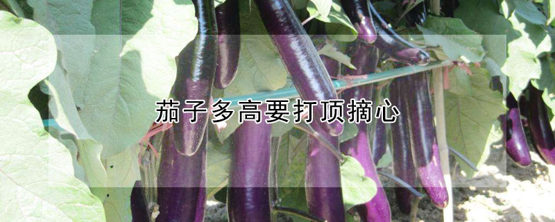 茄子多高要打顶摘心