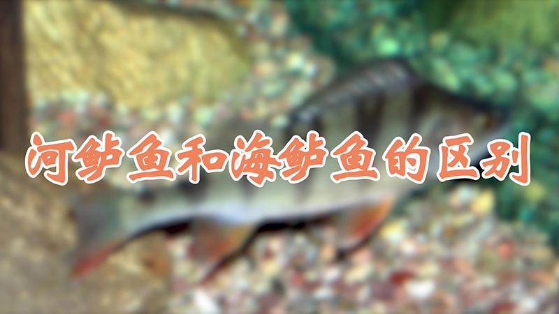 河鲈鱼和海鲈鱼的区别
