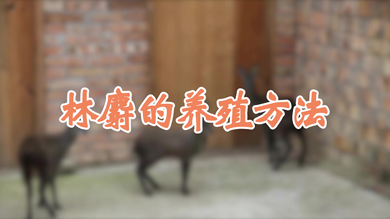 林麝的养殖方法