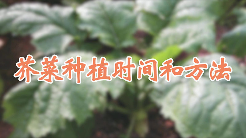 芥菜种植时间和方法