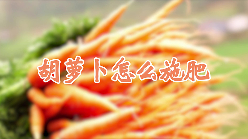 胡萝卜怎么施肥
