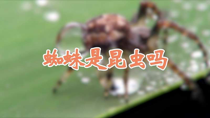蜘蛛是昆虫吗