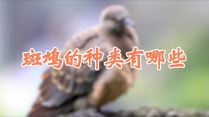 斑鸠的种类有哪些