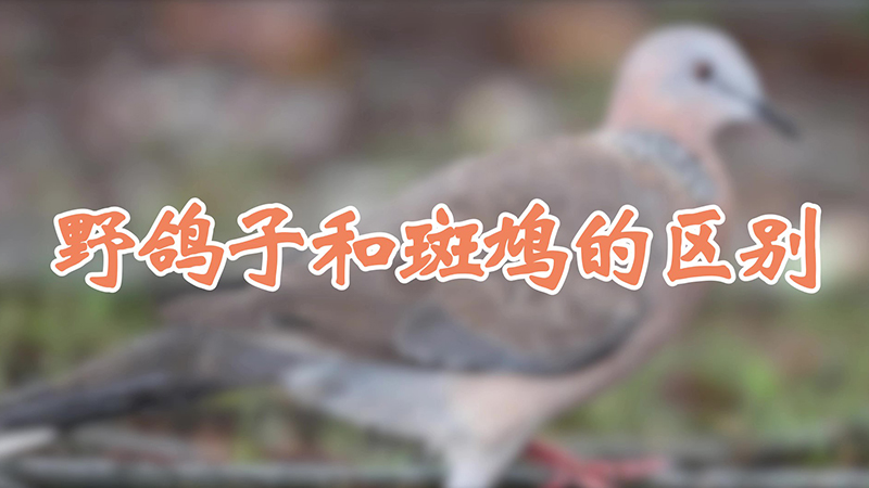 野鸽子和斑鸠的区别