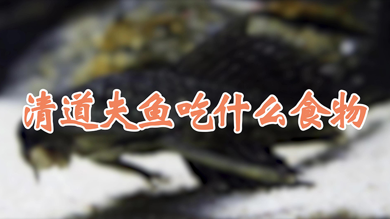 清道夫鱼吃什么食物