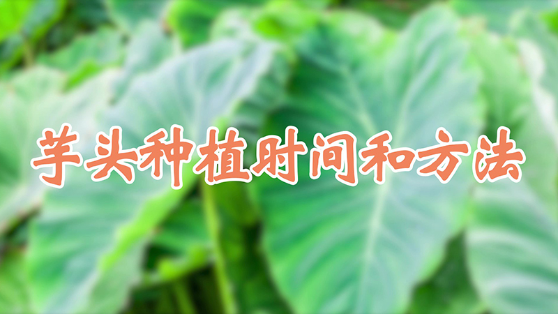 芋头种植时间和方法