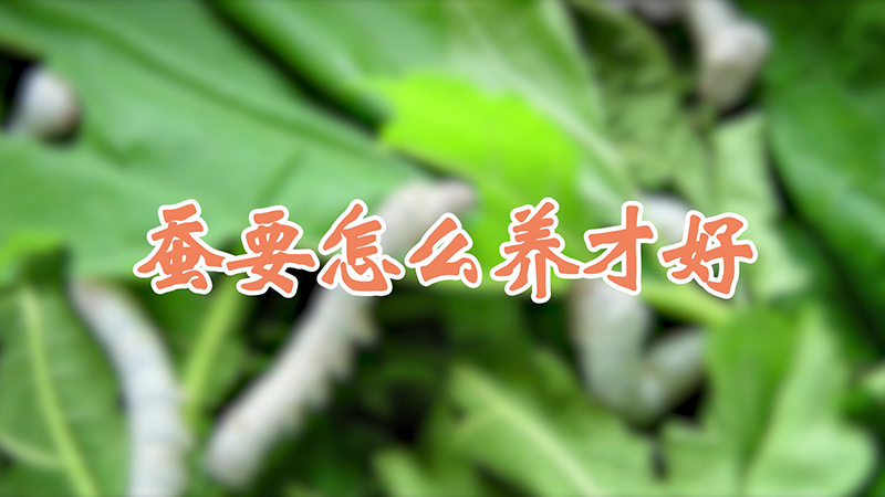 蚕要怎么养才好