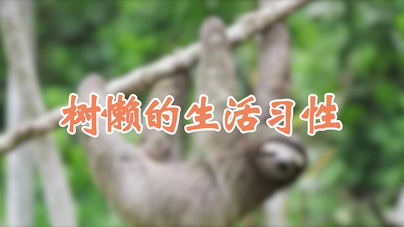 树懒的生活习性