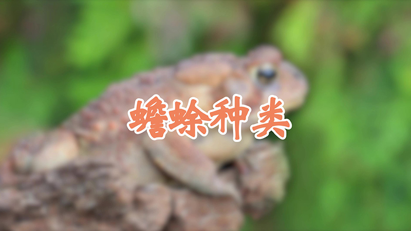 蟾蜍种类
