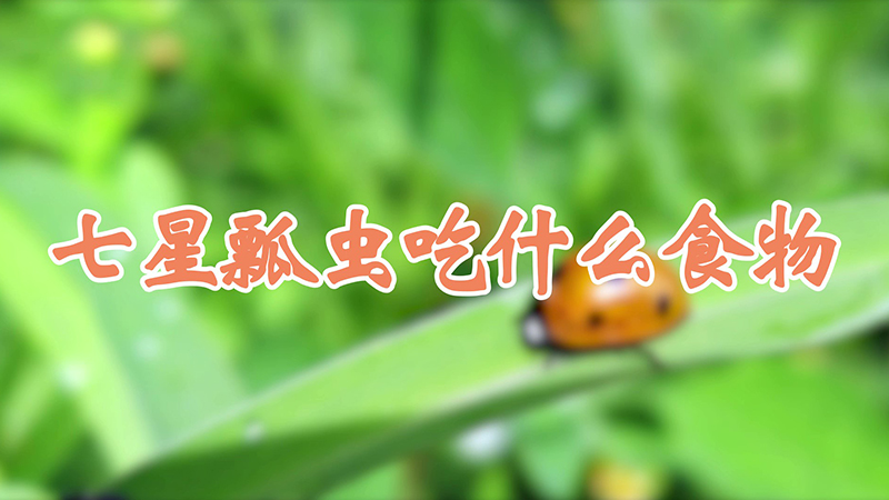 七星瓢虫吃什么食物