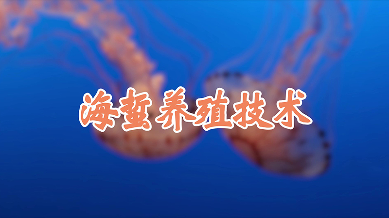 海蜇养殖技术