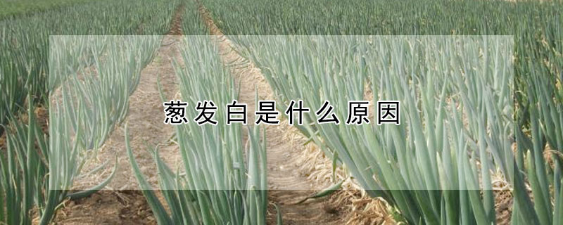 葱发白是什么原因
