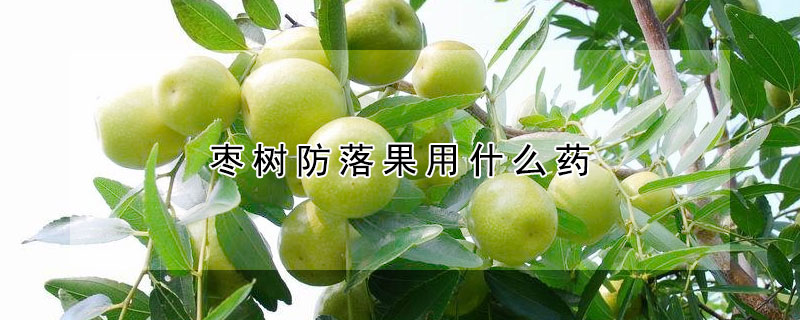 枣树防落果用什么药