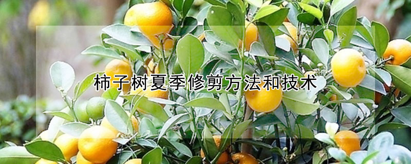 柿子树夏季修剪方法和技术