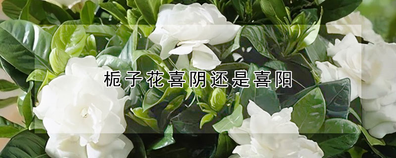 栀子花喜阴还是喜阳