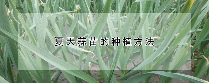 夏天蒜苗的种植方法