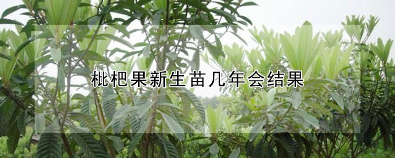 枇杷果新生苗几年会结果