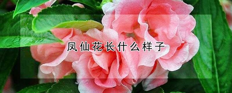 凤仙花长什么样子