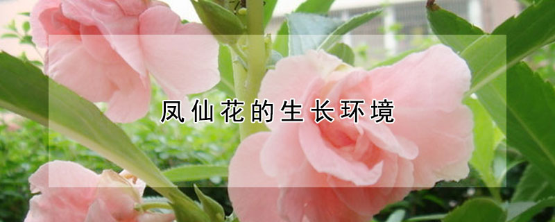 凤仙花的生长环境