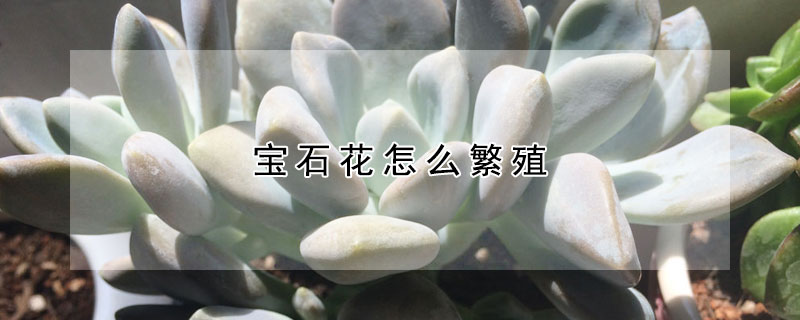 宝石花怎么繁殖