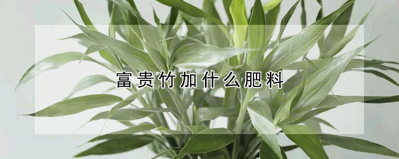 富贵竹加什么肥料