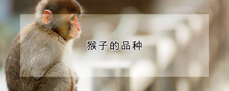 猴子的品种